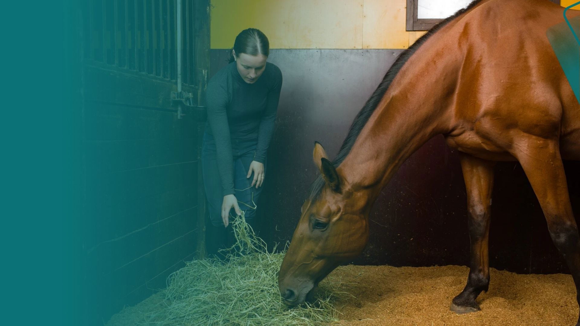 First Time Horse Owner Feeds Horse Hay In A Stable In Ireland