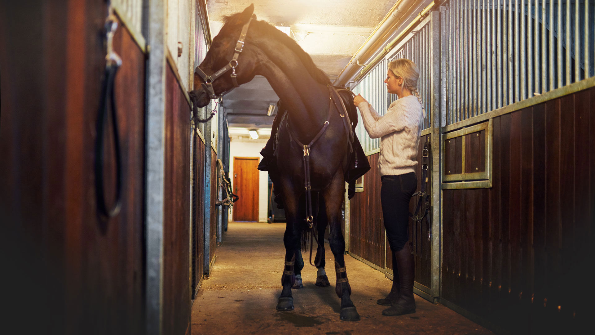 Thoroughbred Horse in a Irish stable being prepared for event by a female horse trainer placing a saddle on its back 