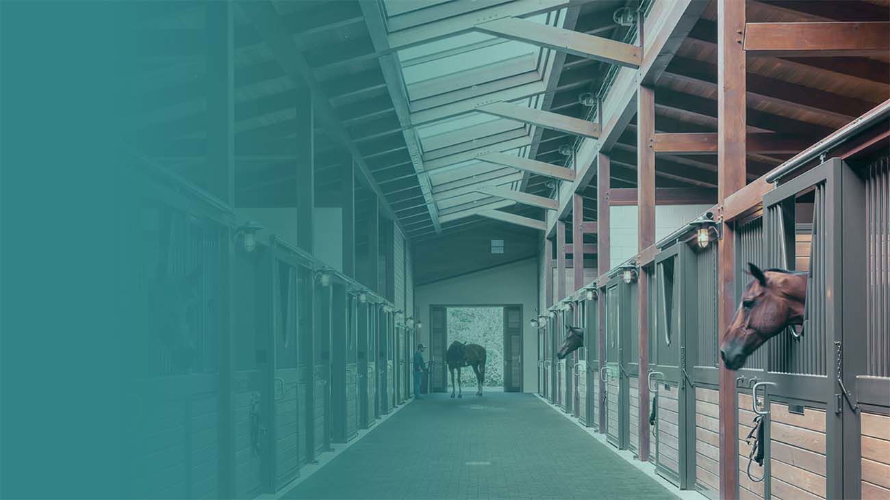 Avoiding Common Equine Insurance Mistakes A Guide For Irish Horse Owners And Trainers.Png