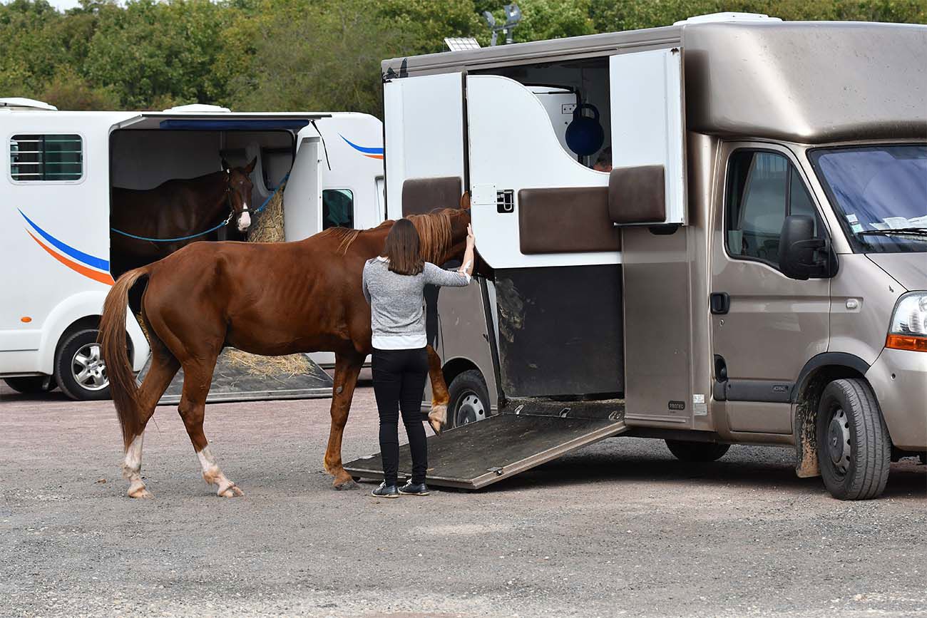 Horse Lorry Insurance In Ireland Everything You Need To Know.Png