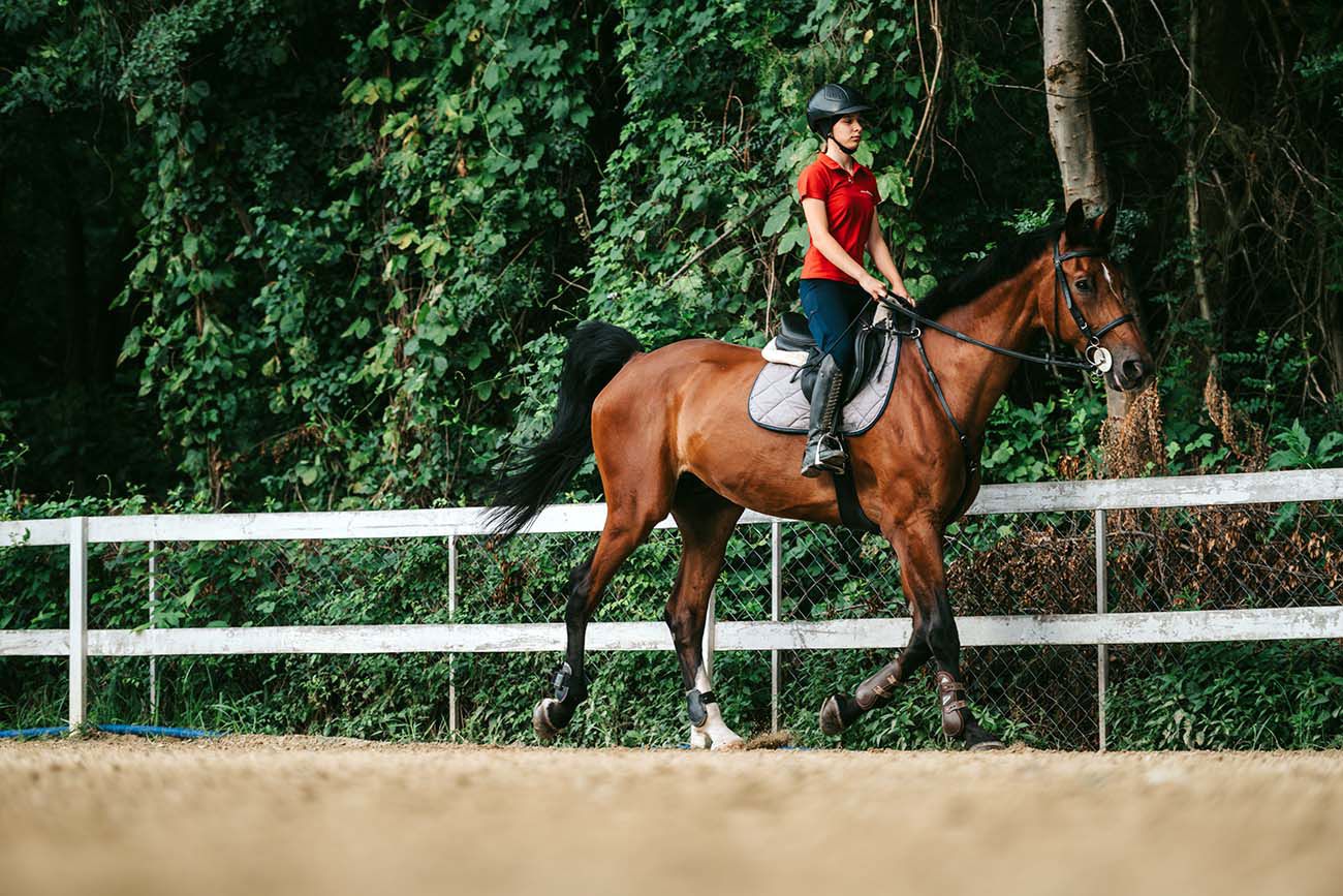Equine Liability Coverage Protecting Horse Related Operations In Ireland.Png