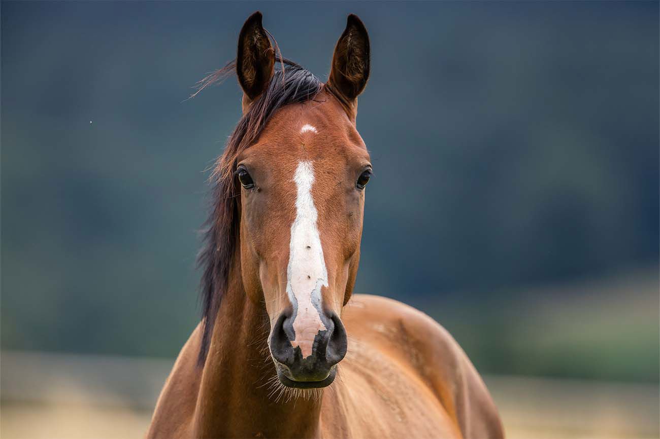 Essential Equine Insurance Policies For Ireland’S Equine Industry In 2025.Png