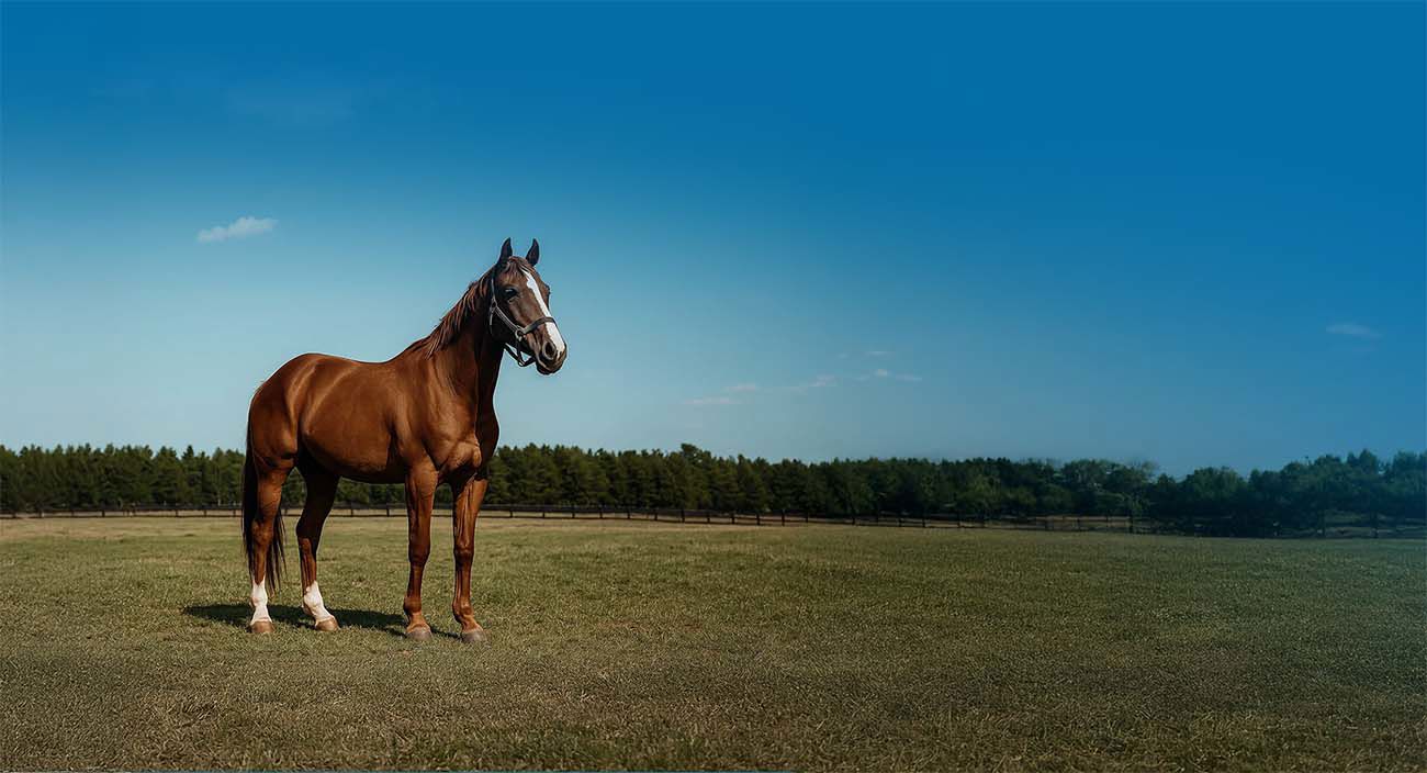 Avoiding Common Horse Insurance Mistakes A Comprehensive Guide.Png