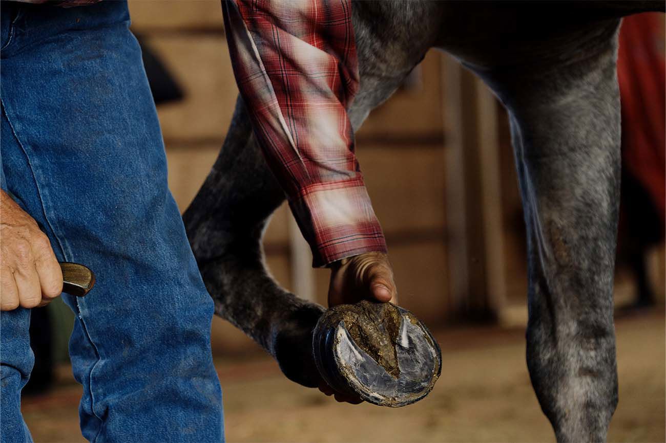 5 Types Of Equine Insurance Those In The Industry Need To Consider.Png