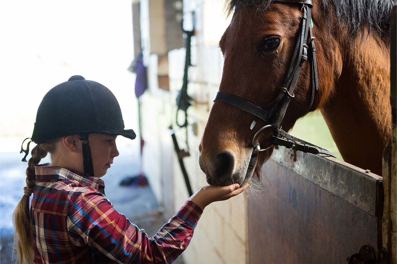 Equine Under Insurance. How Is A Horse’S Value Assessed And What Happens If The Insured Value Is Too Low .Png