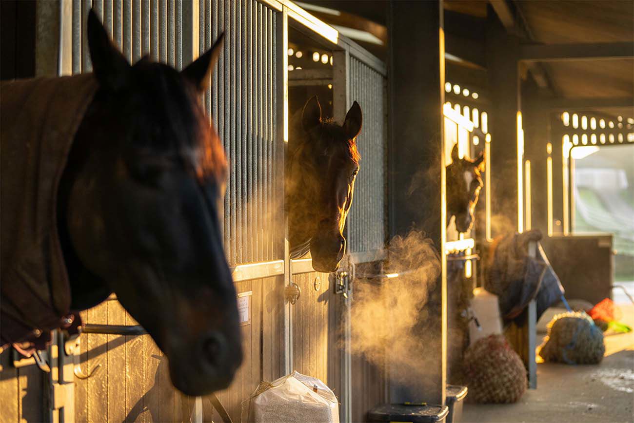 How To Winter Proof Your Stables A Complete Guide For Irish Horse Trainers.Png