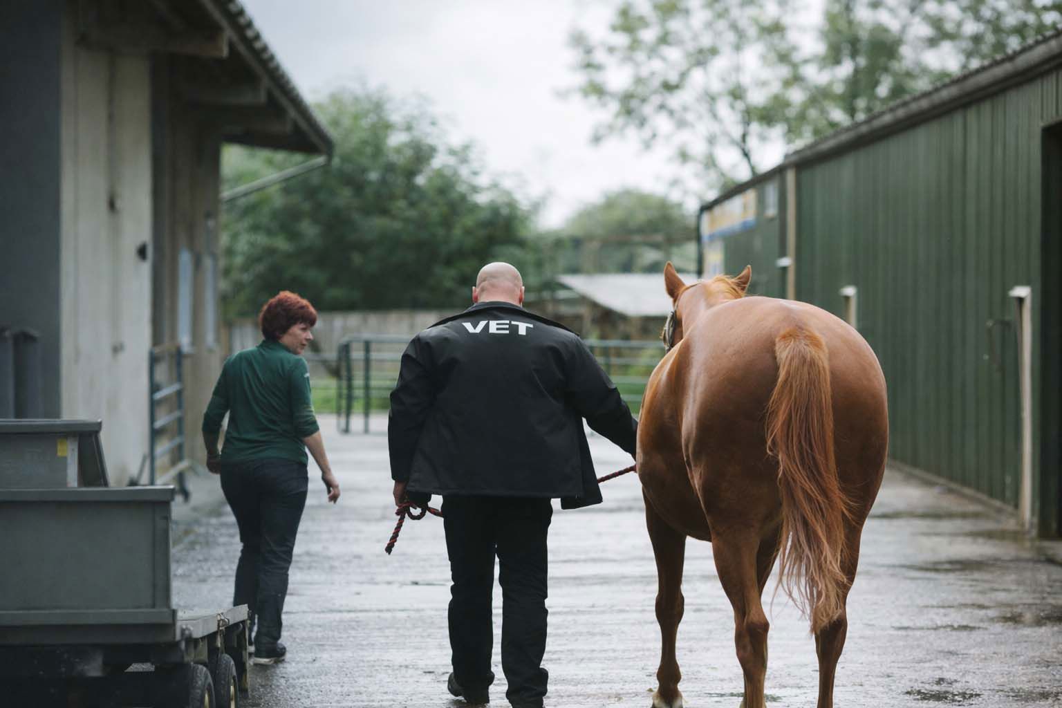 6 Common Equine Insurance Questions In Ireland Answered By Clear Insurance Ireland